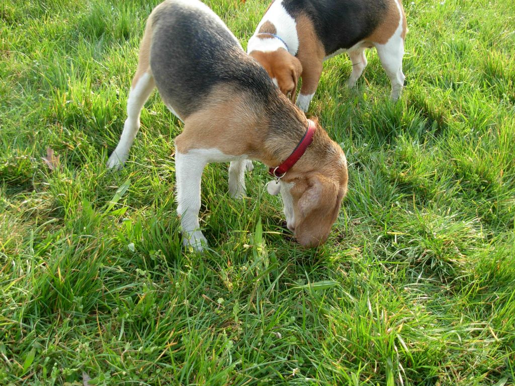 Teo e Nike